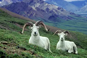 Dalli: Dall sheep rams