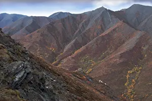 Curl: Dall sheep rams