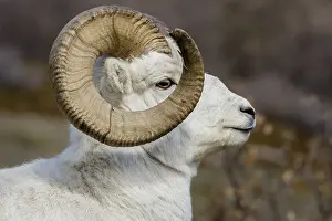 Rams: Dall sheep or Thinhorn sheep ram (Ovis dalli), Kluane