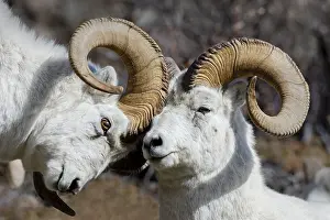 Dominance: Dall sheep or Thinhorn sheep rams (Ovis dalli) dominance