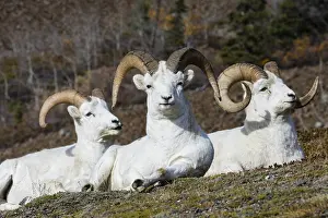 Pat And Tom Leeson (new Material): Dall sheep or Thinhorn sheep rams (Ovis dalli) resting/chewi