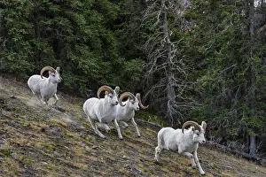 Rams: Dall sheep or Thinhorn sheep rams (Ovis dalli) running