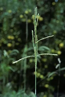 Graminae: Dallis grass