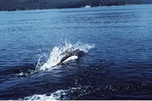 Porpoise: DALL'S PORPOISE - Roostertail