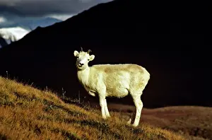 Dalls: DALL'S SHEEP - FEMALE