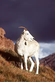 Martin Grosnick: DALL'S SHEEP - female