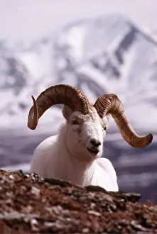Martin Grosnick: Dall's Sheep - Male