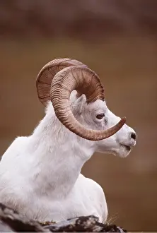 Martin Grosnick: DALL'S SHEEP - Male, close-up, sitting