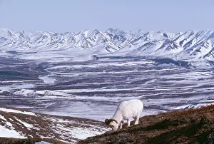 Dalli: Dall's Sheep - mature ram feeding