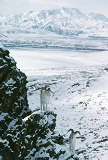 Dalli: Dall's Sheep - mature rams