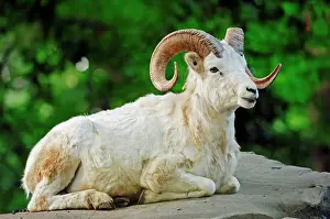 Singly: Dall's Sheep (Ovis dalli), ram lying on rocks, native