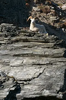 Curl: Dalls Sheep Ram Resting