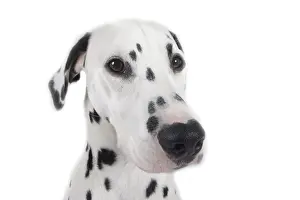 Dalmatian: Dalmatian