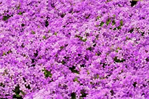 Campanula: Dalmatian bellflower, Provence, France