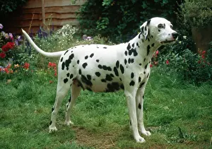Pregnant: Dalmatian Dog