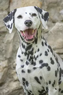 Dalmatians: Dalmatian Dog