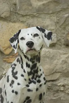 Dalmatians: Dalmatian Dog