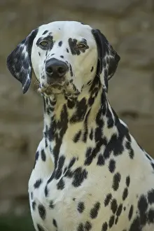 Dalmatians: Dalmatian Dog
