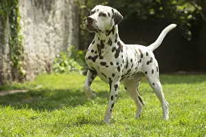 Dalmatians: Dalmatian Dog