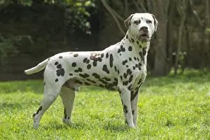 Dalmatians: Dalmatian Dog