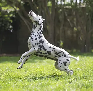 Dalmatians: Dalmatian Dog