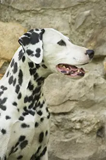 090517: Dalmatian Dog