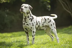 090517: Dalmatian Dog