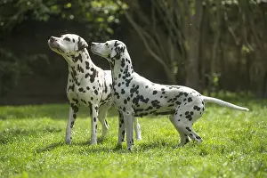 090517: Dalmatian Dog
