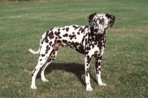 Dalmatian: Dalmatian DOG