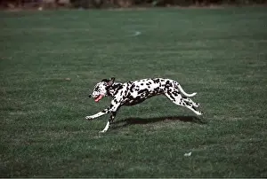 Dalmatian: DALMATIAN DOG