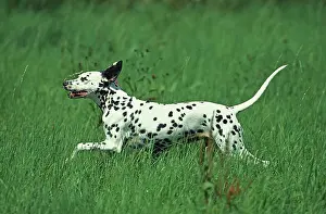 Dalmatian: Dalmatian Dog, Adult running through Long Grass