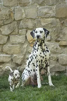 Dalmatians: Dalmatian Dog adult and young