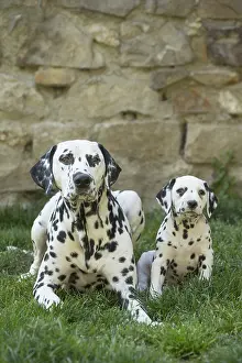 Dalmatians: Dalmatian Dog adult and young