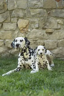 Dalmatians: Dalmatian Dog adult and young