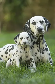 Dalmatians: Dalmatian Dog adult and young