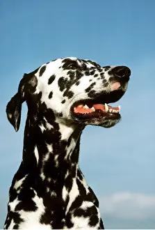 Dalmatian: Dalmatian DOG - Head side view with tongue out