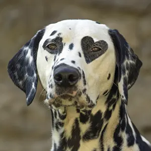 070221: Dalmatian Dog with heart shaped spot over eye