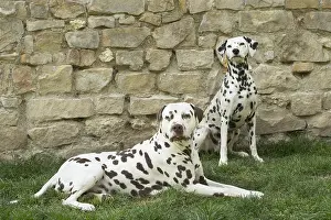 Dalmatians: Dalmatian Dog male and femal pair