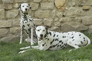 Dalmatians: Dalmatian Dog male and femal pair