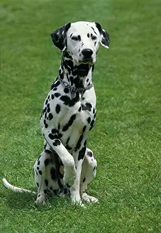 Dalmatian: Dalmatian Dog, Male sitting on Grass, France