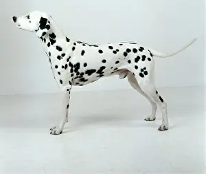 Dalmatian: DALMATIAN DOG - male, standing. Side view