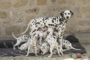 Dalmatians: Dalmatian Dog mother with young feeding