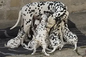 Dalmatians: Dalmatian Dog mother with young feeding