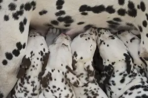 Dalmatians: Dalmatian Dog mother with young feeding