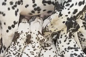 Dalmatians: Dalmatian Dog mother with young feeding