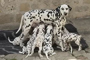 Dalmatians: Dalmatian Dog mother with young feeding