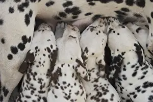 090517: Dalmatian Dog mother with young feeding