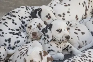 Dalmatians: Dalmatian Dog puppies