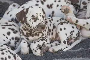 Dalmatians: Dalmatian Dog puppies