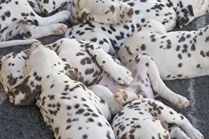 Dalmatians: Dalmatian Dog puppies
